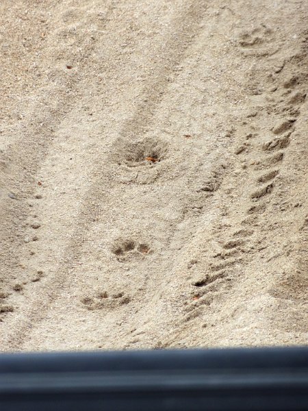 Pic (148).JPG - Leopard-Spuren
